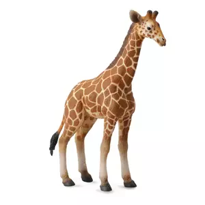 Žirafa - mládě