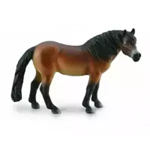 Exmoor Pony hřebec